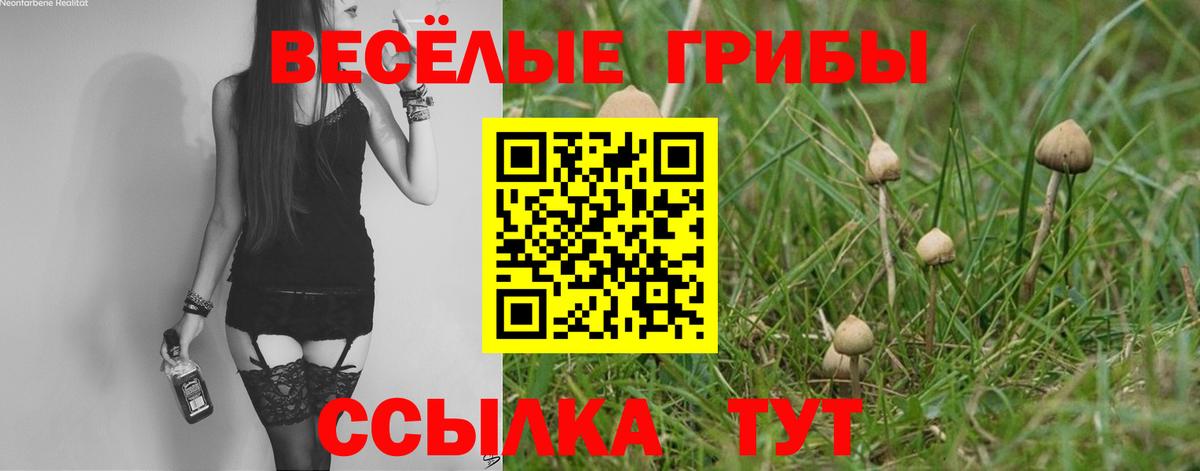 Галлюциногенные грибы Psilocybe Боровичи